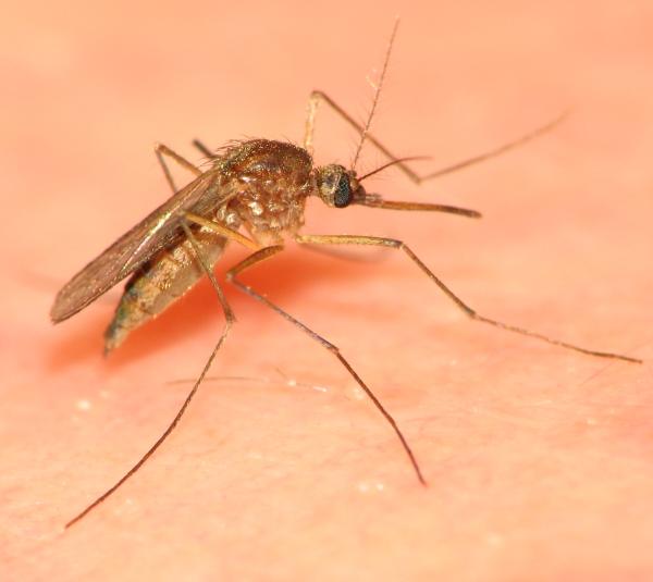 Photo of Aedes cinereus by Sean McCann
